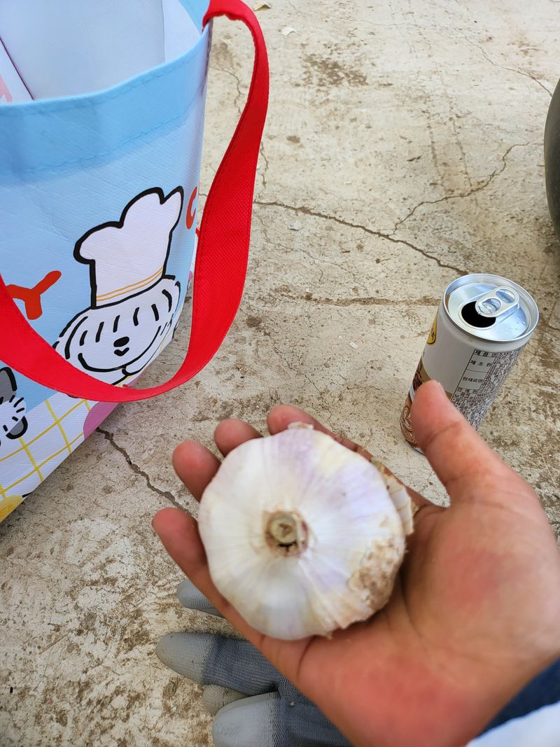 박선희 님의 장터 판매 상품 [홍산마늘 ] 첨부 사진