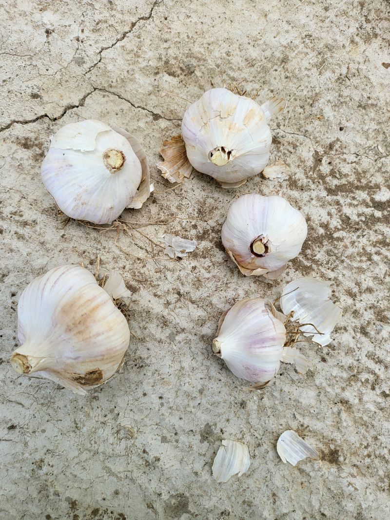 박선희 님의 장터 판매 상품 [홍산마늘 ] 첨부 사진