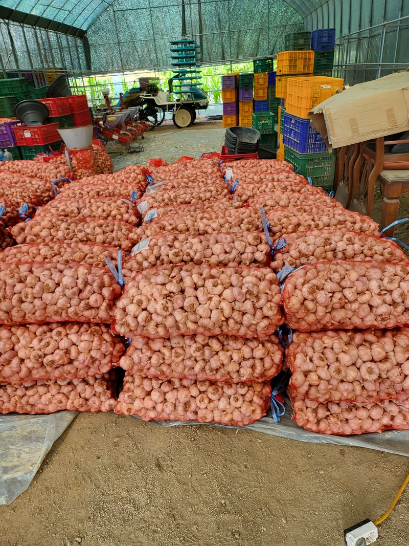 박선희 님의 장터 판매 상품 [홍산마늘 ] 첨부 사진