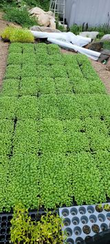 팜모닝 들깨·영농일지 게시글 이미지