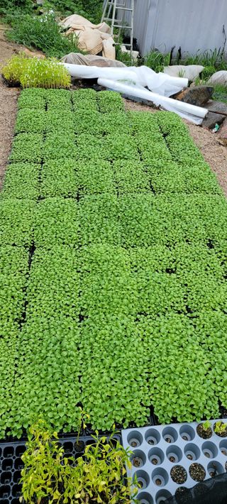 영덕 축산 김일규님의 들깨 · 영농일지 작성글 사진