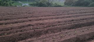 영덕 축산 김일규님의 들깨 · 영농일지 작성글 사진