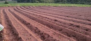 영덕 축산 김일규님의 들깨 · 영농일지 작성글 사진