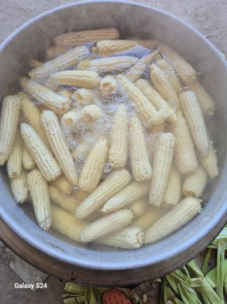 초보 농사꾼~~~ㅇ님의 옥수수 · 영농일지 작성글 사진