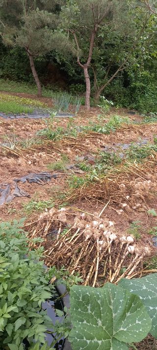 매실21434님의 마늘 · 영농일지 작성글 사진