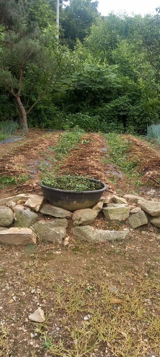 매실21434님의 마늘 · 영농일지 작성글 사진