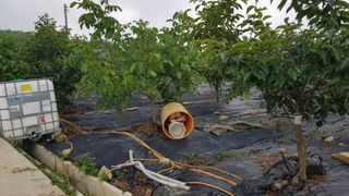 김용호님의 감 · 영농일지 작성글 사진