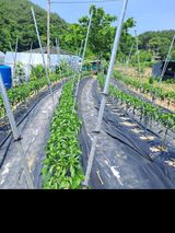 팜모닝 고추·영농일지 게시글 이미지