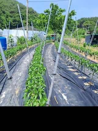 이보천님의 고추 · 영농일지 작성글 사진