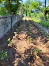 팜모닝 콩·영농일지 게시글 이미지