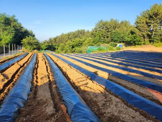 보민님의 들깨 · 영농일지 작성글 사진