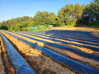 보민님의 들깨 · 영농일지 작성글 사진