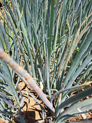 김원구님의 파 · 병해충상담 작성글 사진