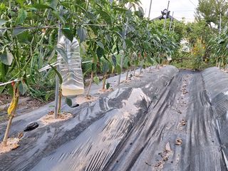 양동하님의 고추 · 영농일지 작성글 사진