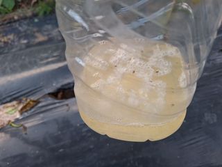 양동하님의 고추 · 영농일지 작성글 사진