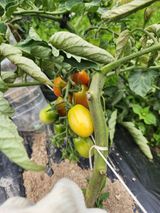 팜모닝 토마토·영농일지 게시글 이미지