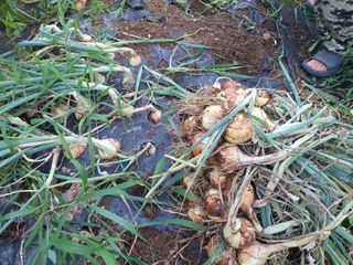 이재영님의 양파 · 영농일지 작성글 사진