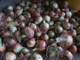 이재영님의 양파 · 영농일지 작성글 사진