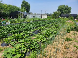 김유진님의 고구마 · 영농일지 작성글 사진