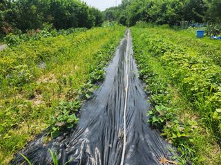 김유진님의 고구마 · 영농일지 작성글 사진