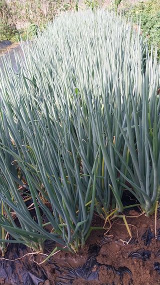 위수강님의 파 · 영농일지 작성글 사진