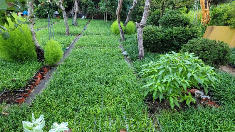 장터 상품 [맥문동팝니다 트레이50구25000원입니다] 썸네일