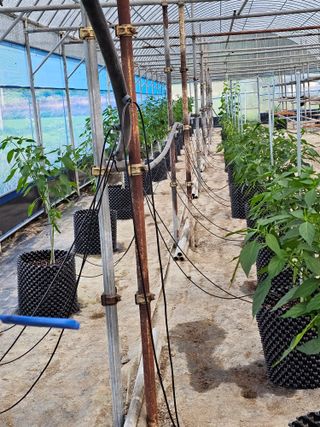 전주 용팔이님의 고추 · 영농일지 작성글 사진