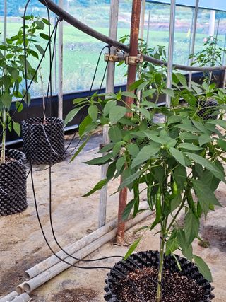 전주 용팔이님의 고추 · 영농일지 작성글 사진