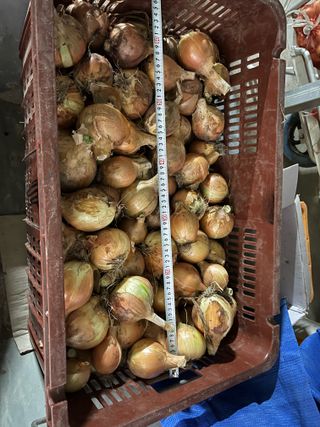 최성진님의 양파 · 영농일지 작성글 사진