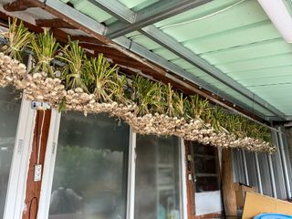 최성진님의 양파 · 영농일지 작성글 사진