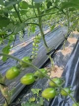 팜모닝 토마토·영농일지 게시글 이미지