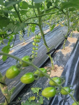 최창남님의 토마토 · 영농일지 작성글 사진