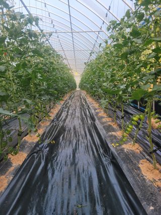 최창남님의 토마토 · 영농일지 작성글 사진