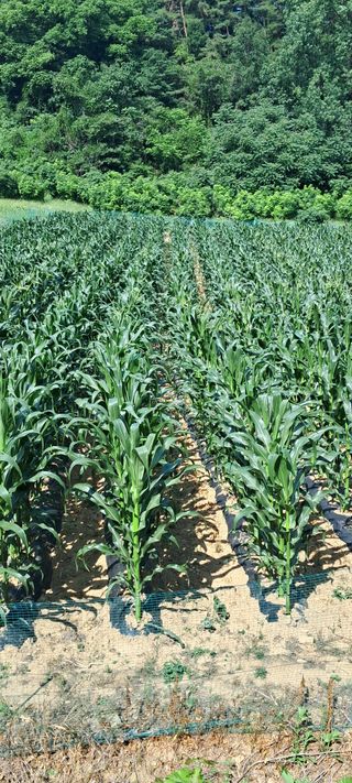 좋은날님의 옥수수 · 영농일지 작성글 사진