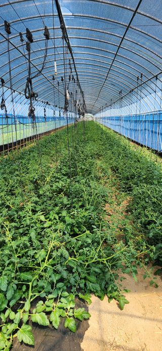 미노님의 토마토 · 영농일지 작성글 사진