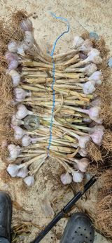 팜모닝 마늘·영농일지 게시글 이미지