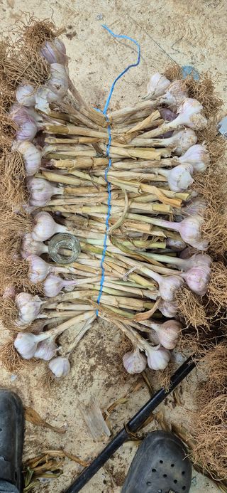 친정집같은언니님의 마늘 · 영농일지 작성글 사진