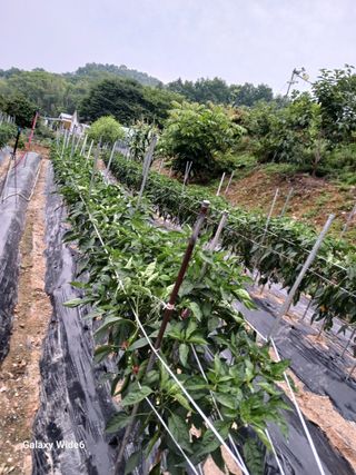 덕촌님의 고추 · 영농일지 작성글 사진