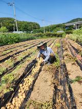 팜모닝 감자·영농일지 게시글 이미지