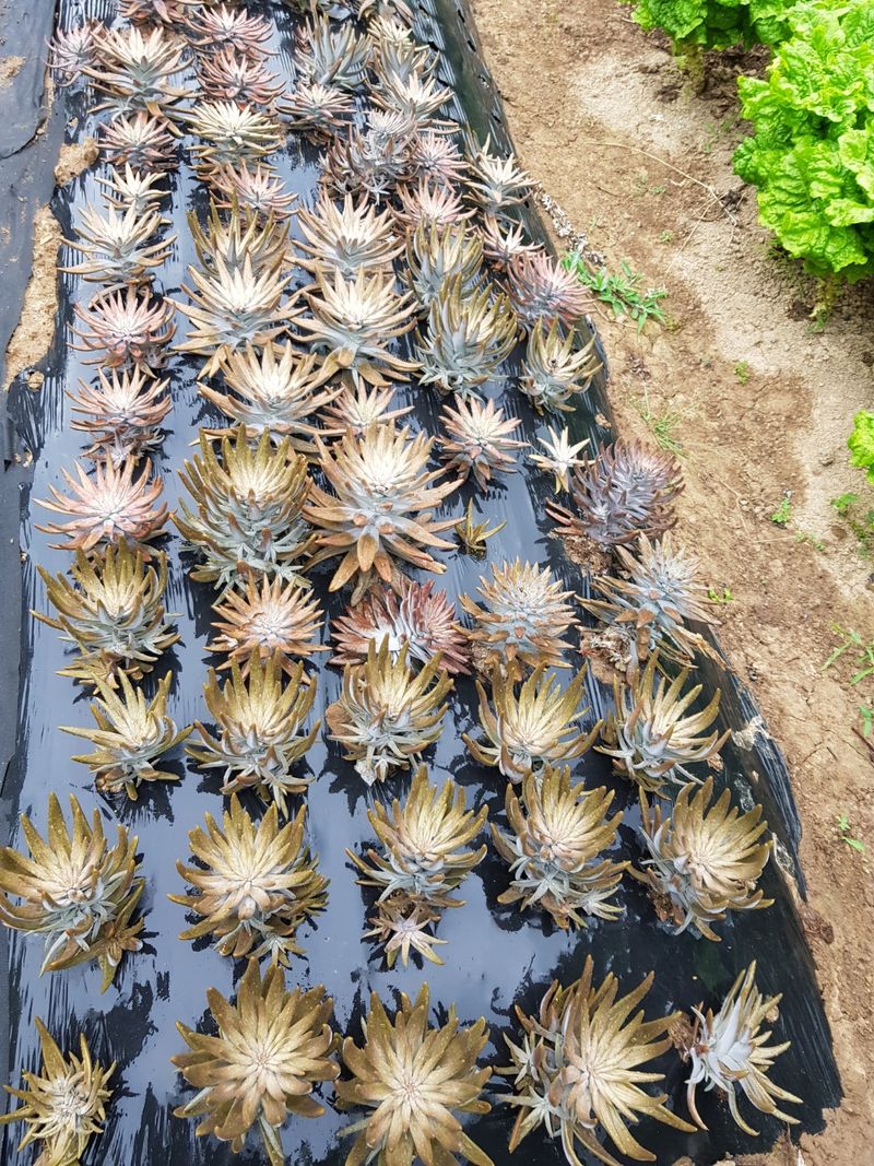 장터 상품 [유기농 와송 여긴 포항입니다 산속 텃밭에서  남편과 제] 썸네일