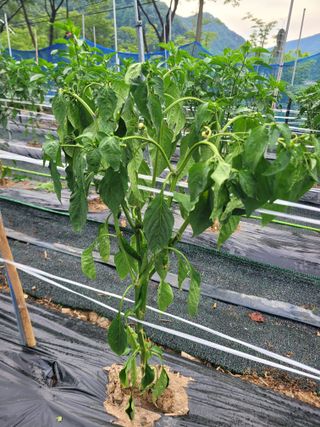 이의도님의 고추 · 병해충상담 작성글 사진