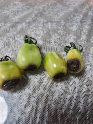 장용익님의 토마토 · 병해충상담 작성글 사진