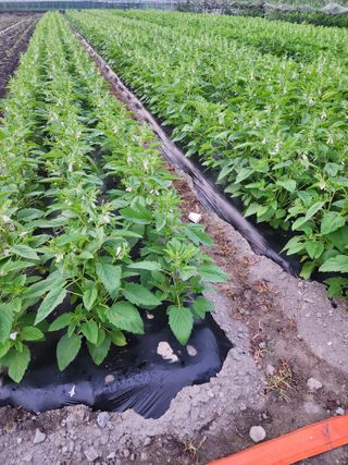 쏭이네농장(현자)님의 자유주제 · 자유게시판 작성글 사진