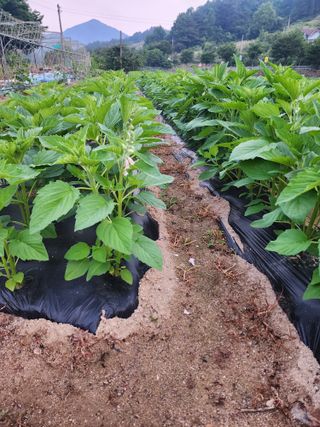 쏭이네농장(현자)님의 자유주제 · 자유게시판 작성글 사진