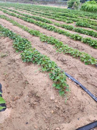 쏭이네농장(현자)님의 자유주제 · 자유게시판 작성글 사진