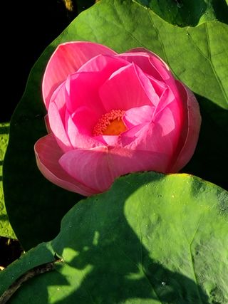 낙엽교목류16818님의 자유주제 · 자유게시판 작성글 사진