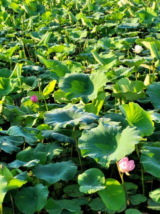 낙엽교목류16818님의 자유주제 · 자유게시판 작성글 사진