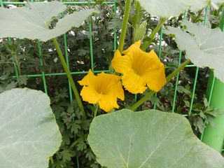 조정분(사랑이엄마)님의 호박 · 영농일지 작성글 사진