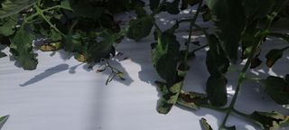 최태숙님의 토마토 · 병해충상담 작성글 사진