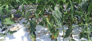 최태숙님의 토마토 · 병해충상담 작성글 사진